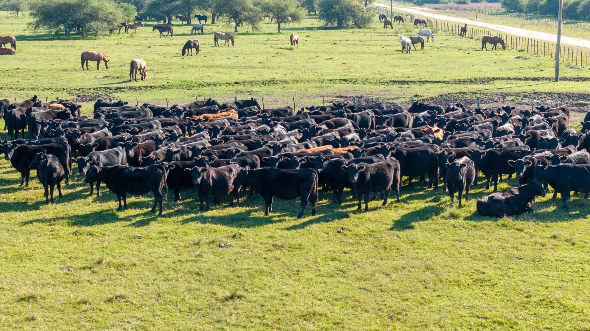 Rodeo Aberdeen Angus de Curupy del Salvador